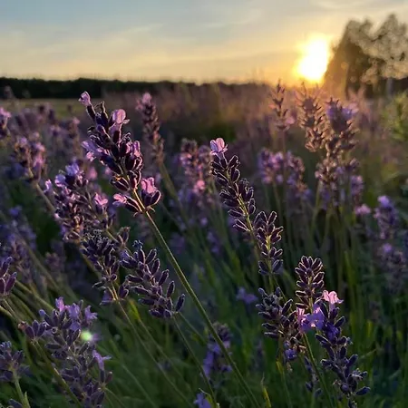Lawendowa Sonata Nowe Miasto (Plonsk)