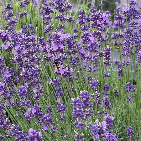 아파트 Lawendowa Sonata