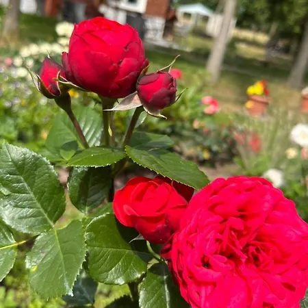 Lawendowa Sonata * Nowe Miasto (Plonsk)