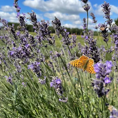 아파트 Lawendowa Sonata